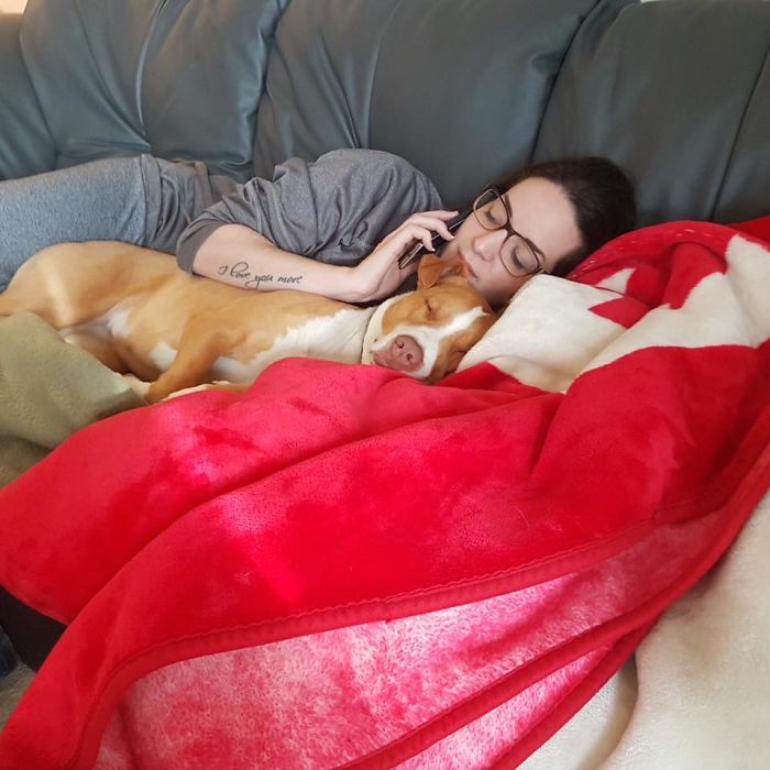 милые питбули, добрые питбули