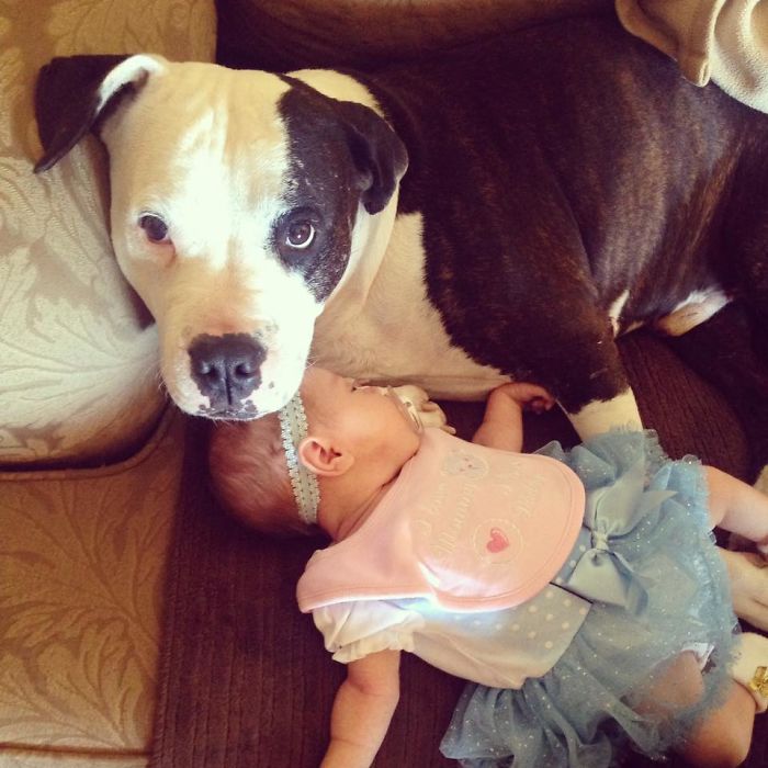 милые питбули, добрые питбули