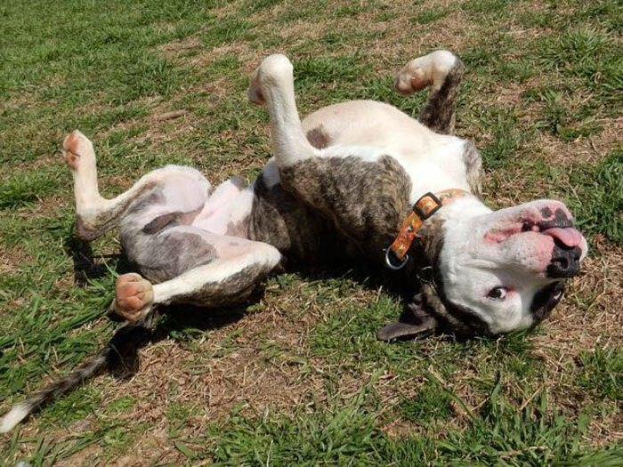 милые питбули, добрые питбули