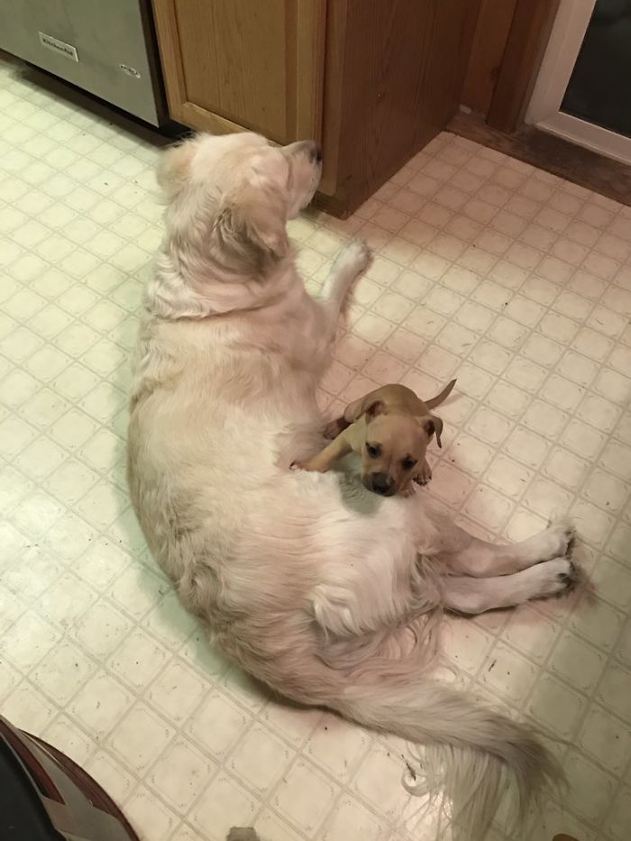 милые питбули, добрые питбули