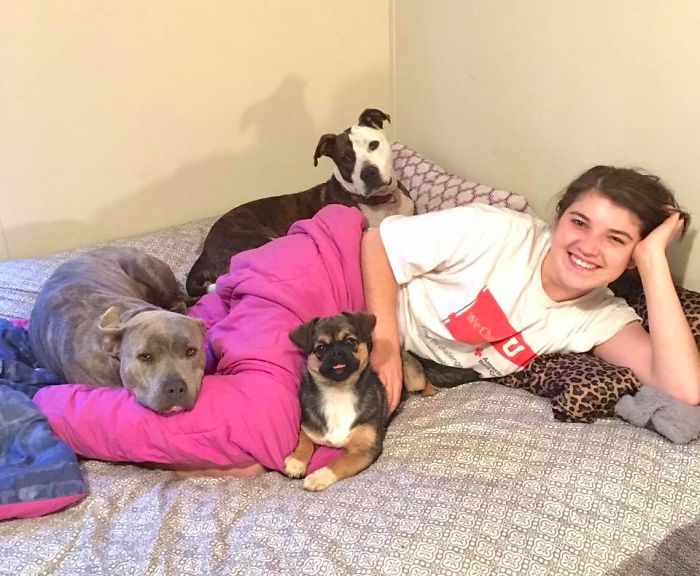 милые питбули, добрые питбули