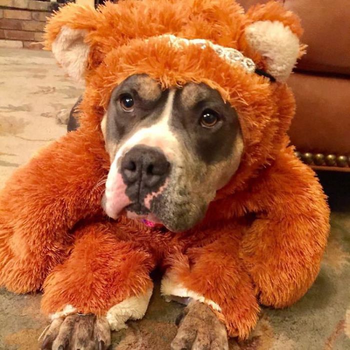 милые питбули, добрые питбули