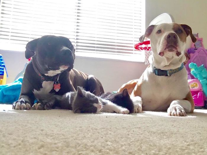 милые питбули, добрые питбули