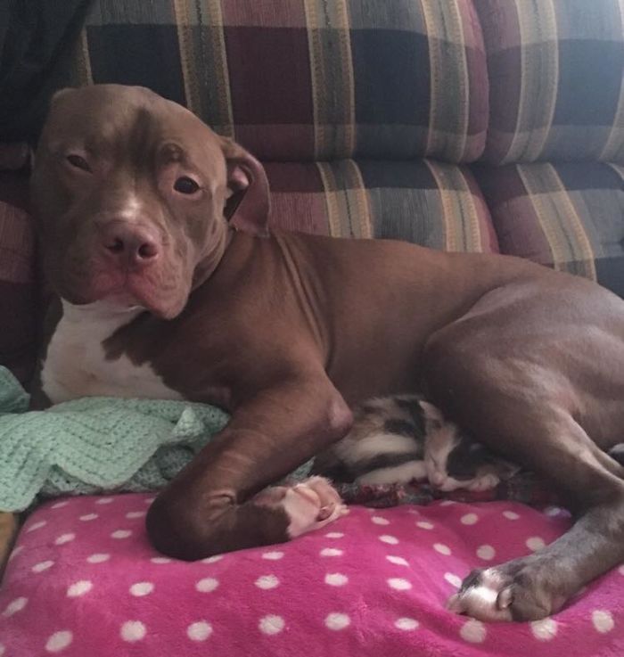 милые питбули, добрые питбули