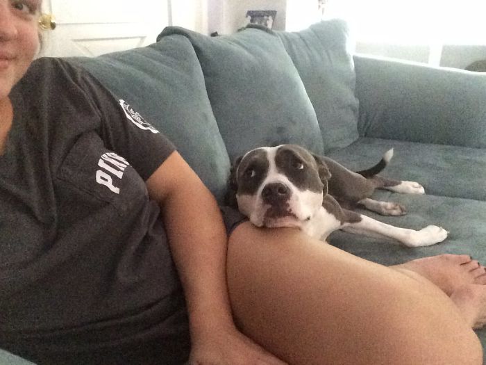 милые питбули, добрые питбули