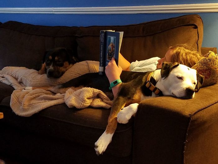 милые питбули, добрые питбули