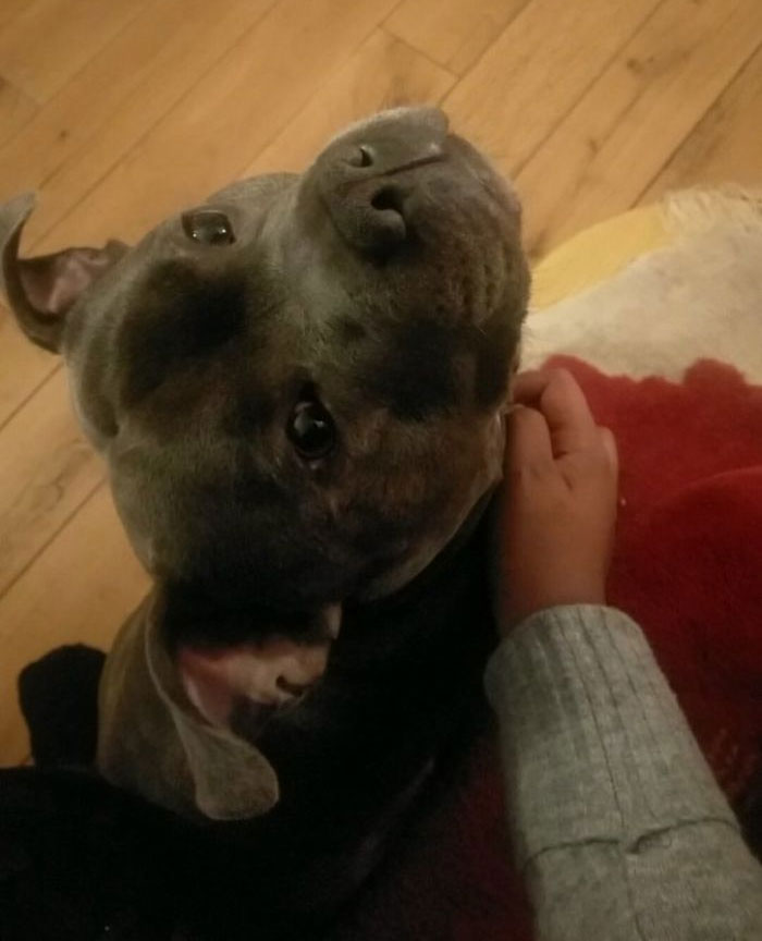 милые питбули, добрые питбули