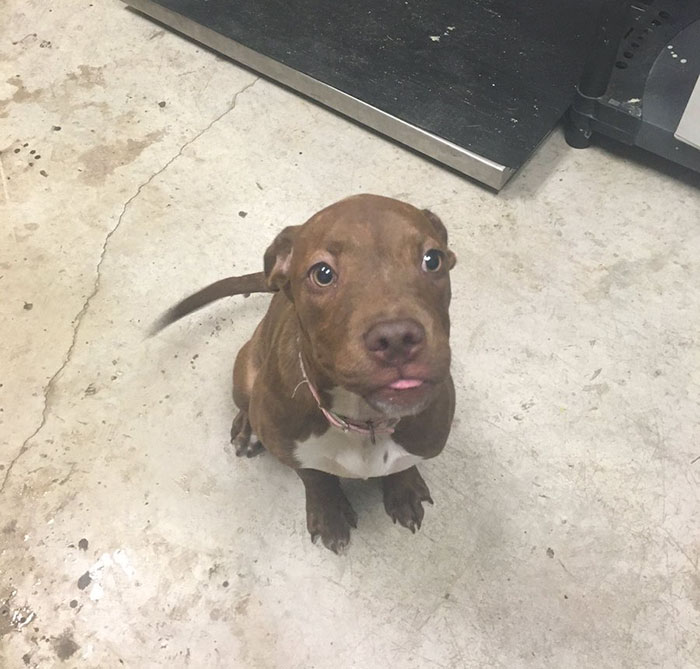 милые питбули, добрые питбули