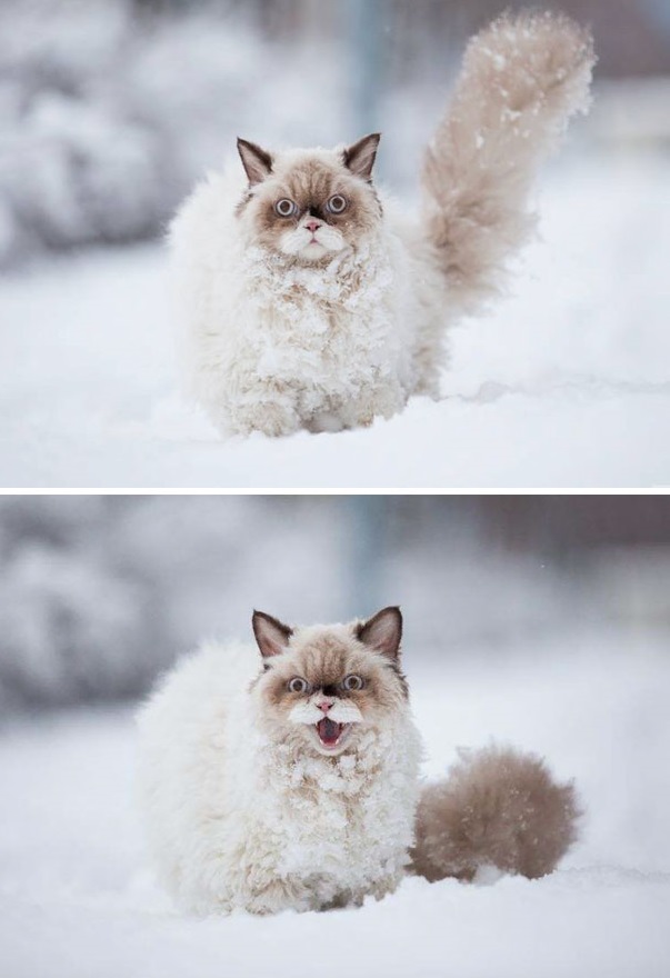 артистичные коты, коты заслуживающие Оскара