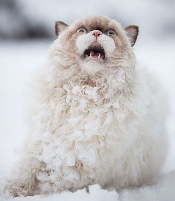 артистичные коты, коты заслуживающие Оскара