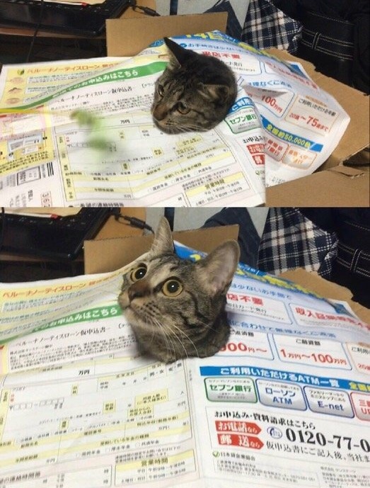 артистичные коты, коты заслуживающие Оскара