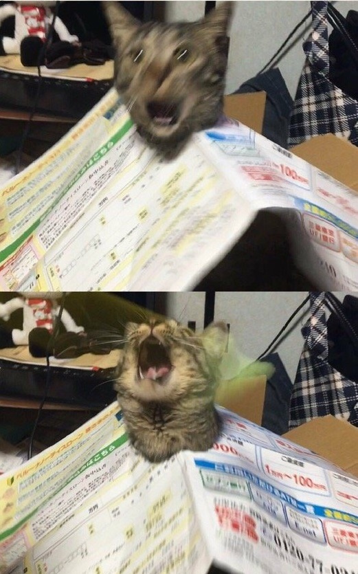 артистичные коты, коты заслуживающие Оскара