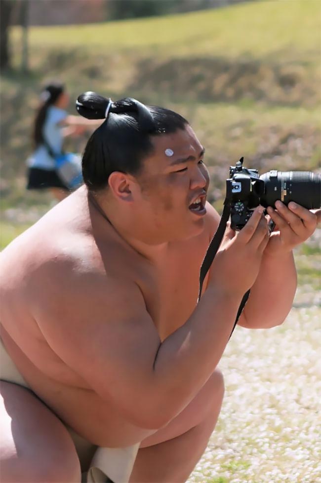 милые сумоисты, борцы сумо цветение вишни, сумоисты на фоне сакуры