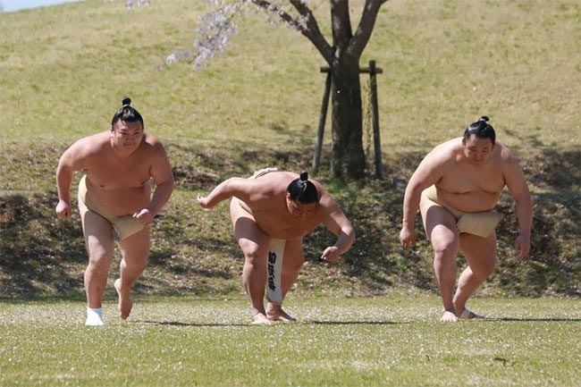 милые сумоисты, борцы сумо цветение вишни, сумоисты на фоне сакуры