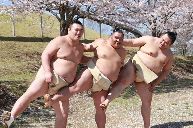 милые сумоисты, борцы сумо цветение вишни, сумоисты на фоне сакуры