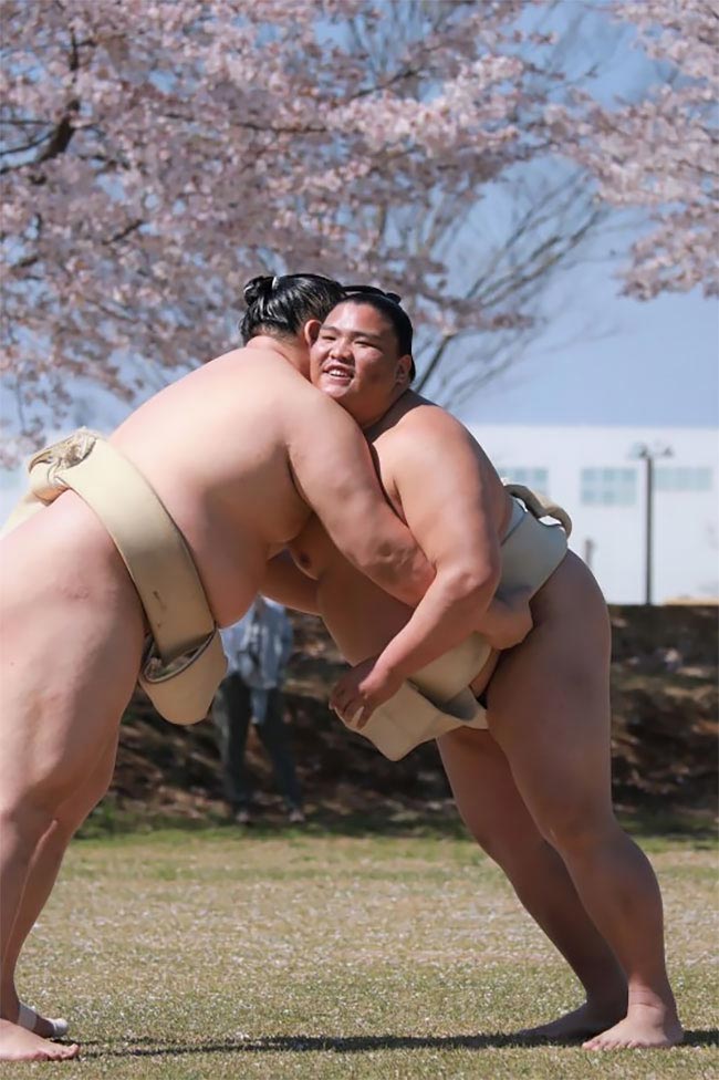 милые сумоисты, борцы сумо цветение вишни, сумоисты на фоне сакуры