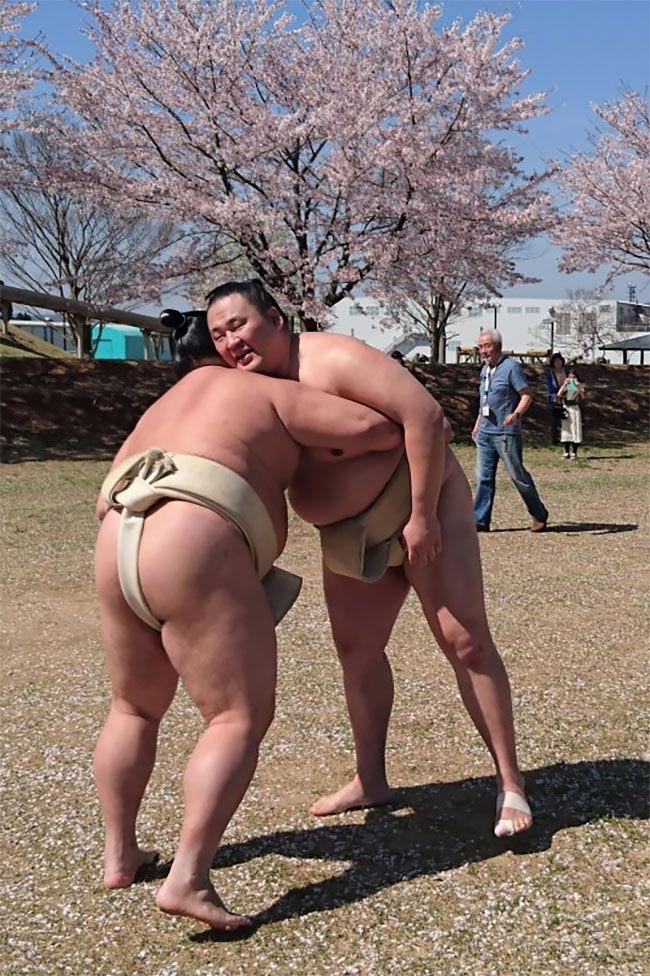 милые сумоисты, борцы сумо цветение вишни, сумоисты на фоне сакуры