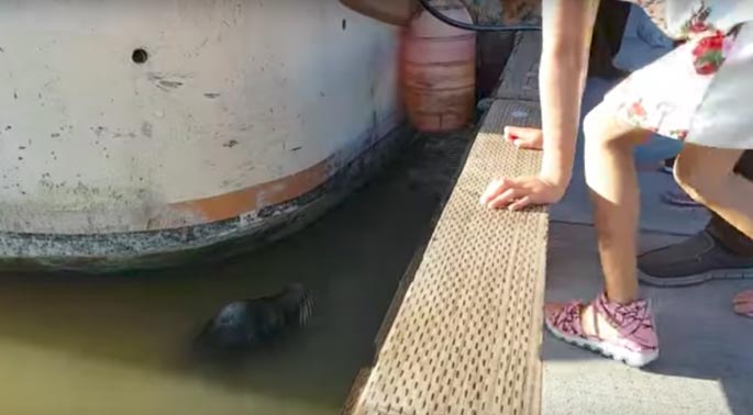 Морской лев утащил девочку в воду, Морской лев утащил девочку с пирса