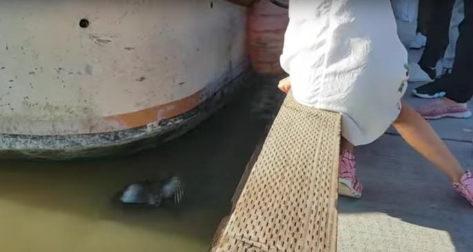Морской лев утащил девочку в воду, Морской лев утащил девочку с пирса