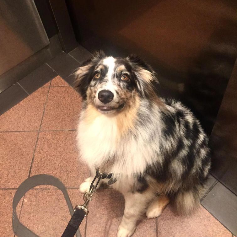 смешные собаки, нелепые собаки, собаки в нелепых ситуациях