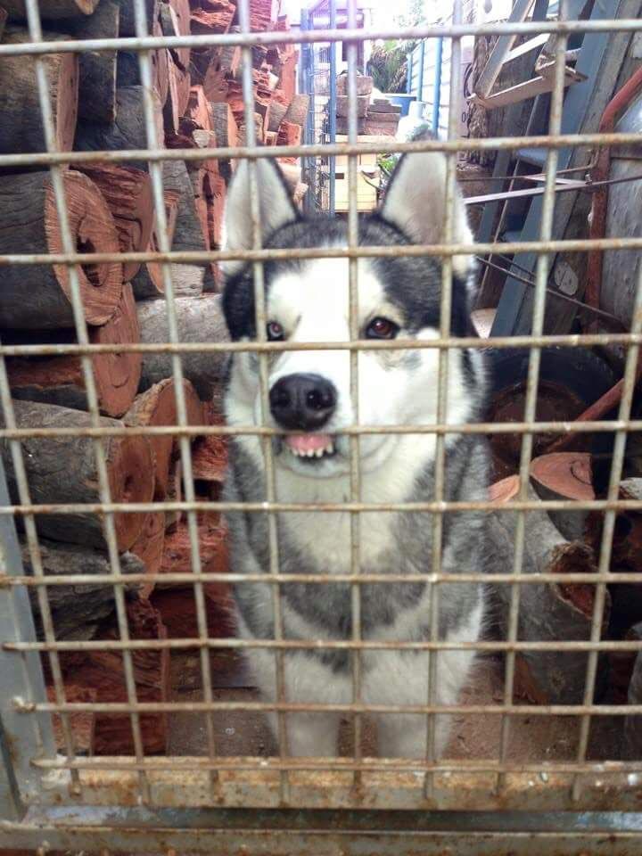 смешные собаки, нелепые собаки, собаки в нелепых ситуациях