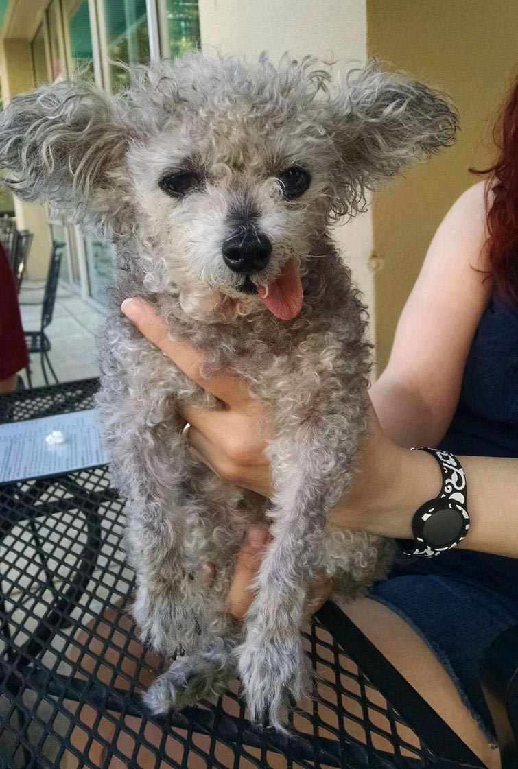 смешные собаки, нелепые собаки, собаки в нелепых ситуациях