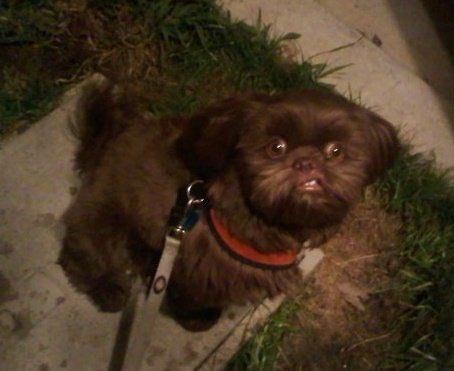 смешные собаки, нелепые собаки, собаки в нелепых ситуациях