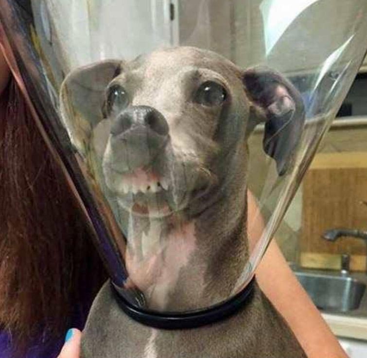 смешные собаки, нелепые собаки, собаки в нелепых ситуациях