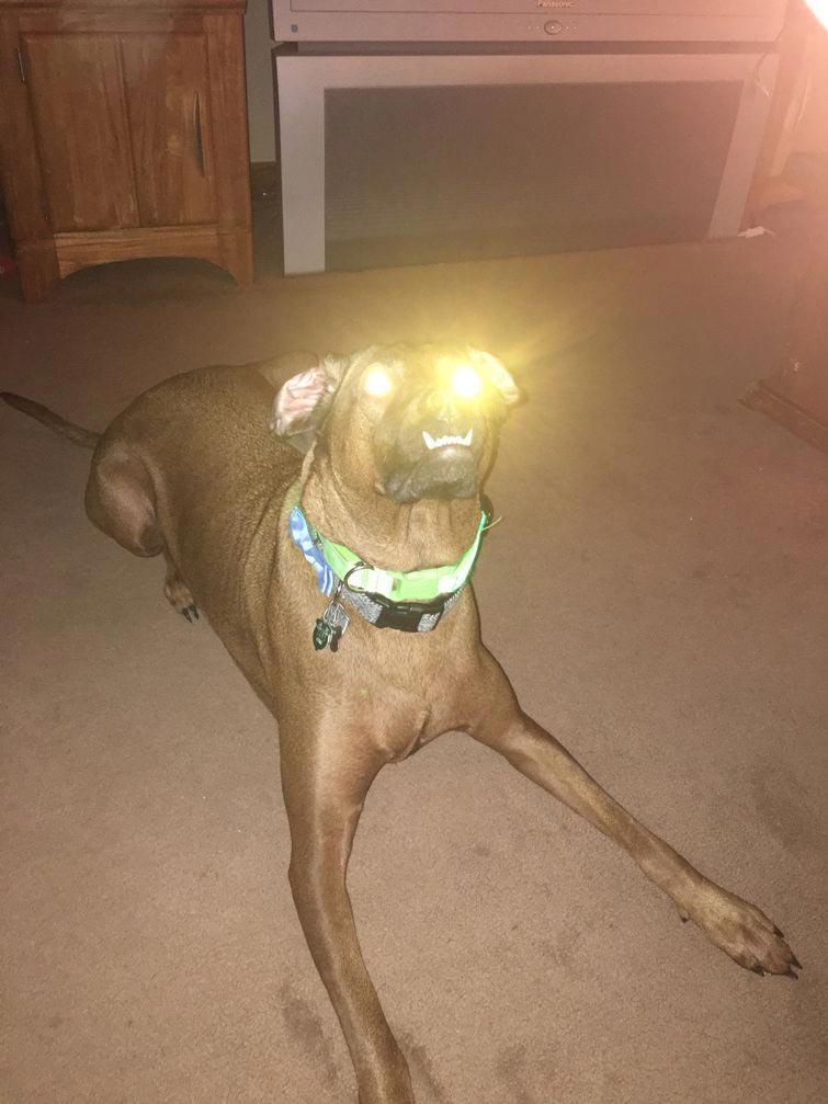 смешные собаки, нелепые собаки, собаки в нелепых ситуациях