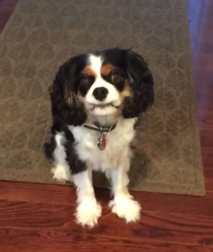 смешные собаки, нелепые собаки, собаки в нелепых ситуациях