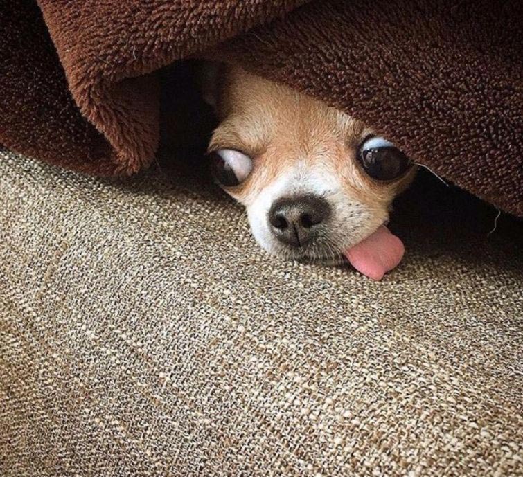 смешные собаки, нелепые собаки, собаки в нелепых ситуациях