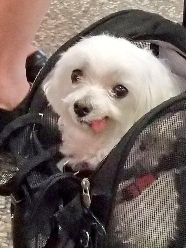 смешные собаки, нелепые собаки, собаки в нелепых ситуациях