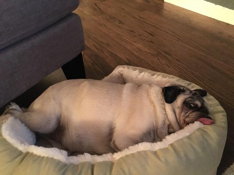 смешные собаки, нелепые собаки, собаки в нелепых ситуациях