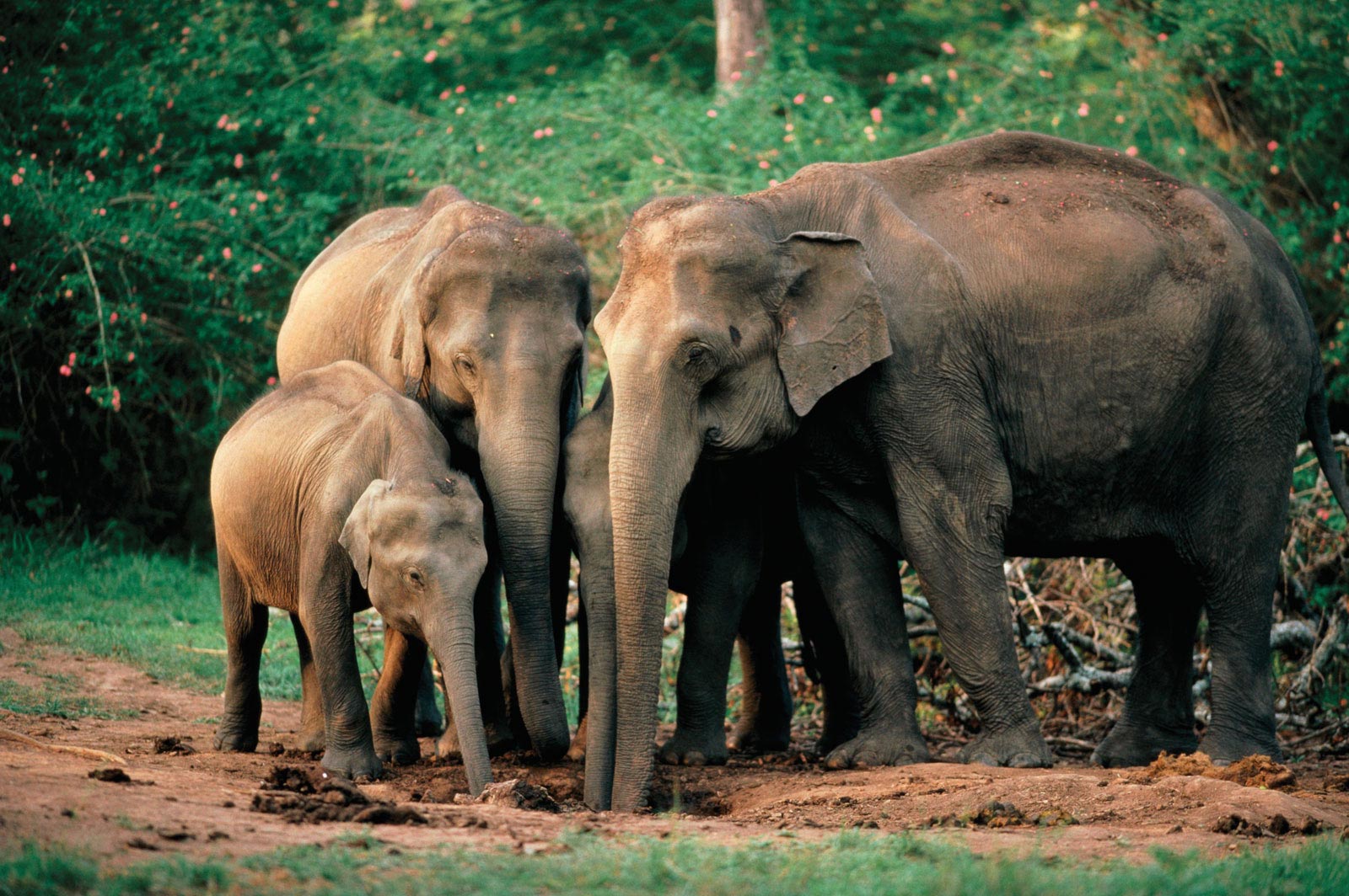 Всемирный день слонов 12 августа