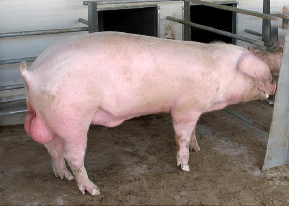 нелепые законы, абсурдные запреты