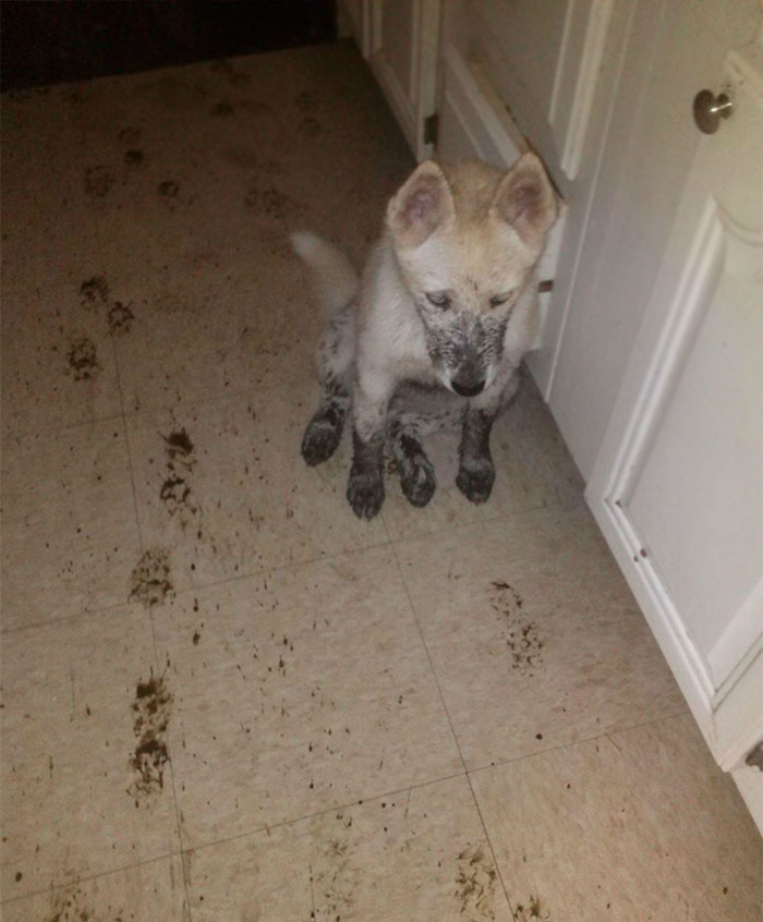 животные одни дома, животных оставили одних