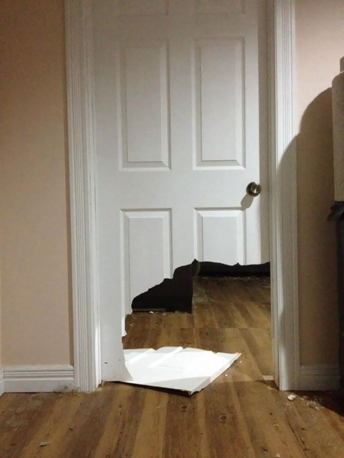 животные одни дома, животных оставили одних