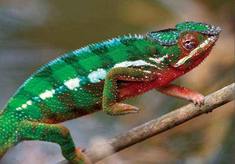 мифы, мифы обо всём, распространённые мифы