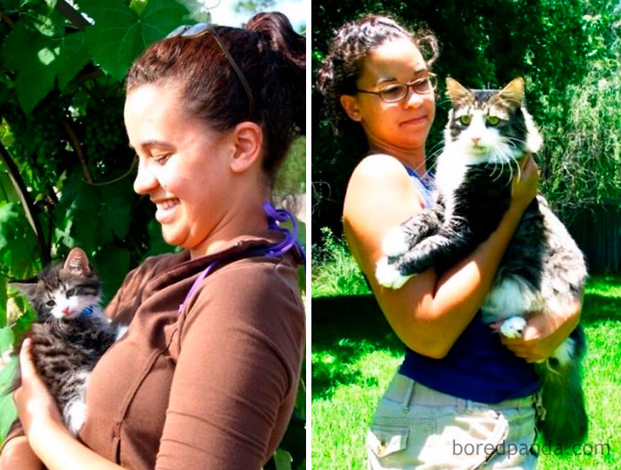 котята тогда и сейчас, выросшие котята, котята которые выросли