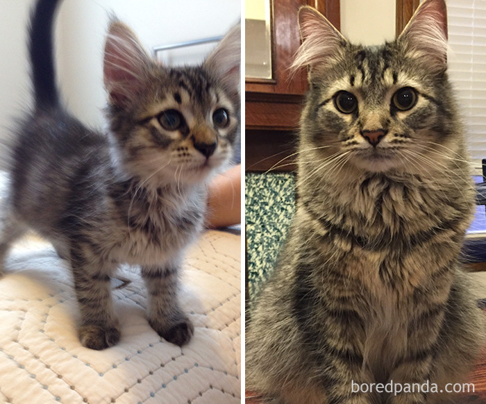 котята тогда и сейчас, выросшие котята, котята которые выросли