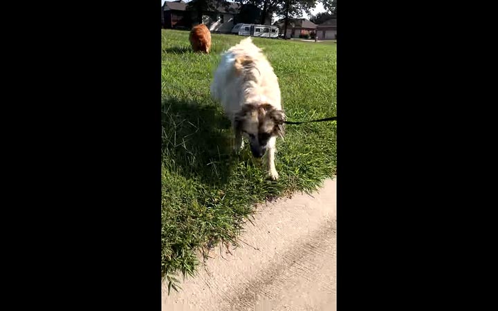 собака спасает червей, собака спасает, собака спасает земляных червей, собака земляные черви