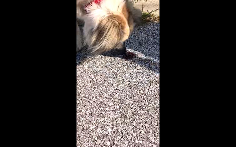 собака спасает червей, собака спасает, собака спасает земляных червей, собака земляные черви