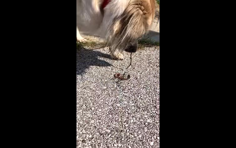 собака спасает червей, собака спасает, собака спасает земляных червей, собака земляные черви