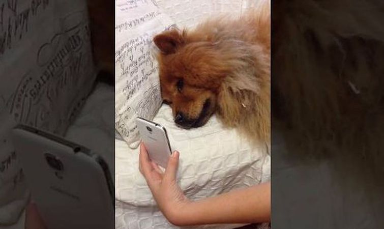 Этот грустный чау-чау так скучал по своей хозяйке, что начал 'плакать' услышав её по телефону собака скучает по хозяйке, грустный чау-чау, собака скулит по хозяйке, собака скучает видео