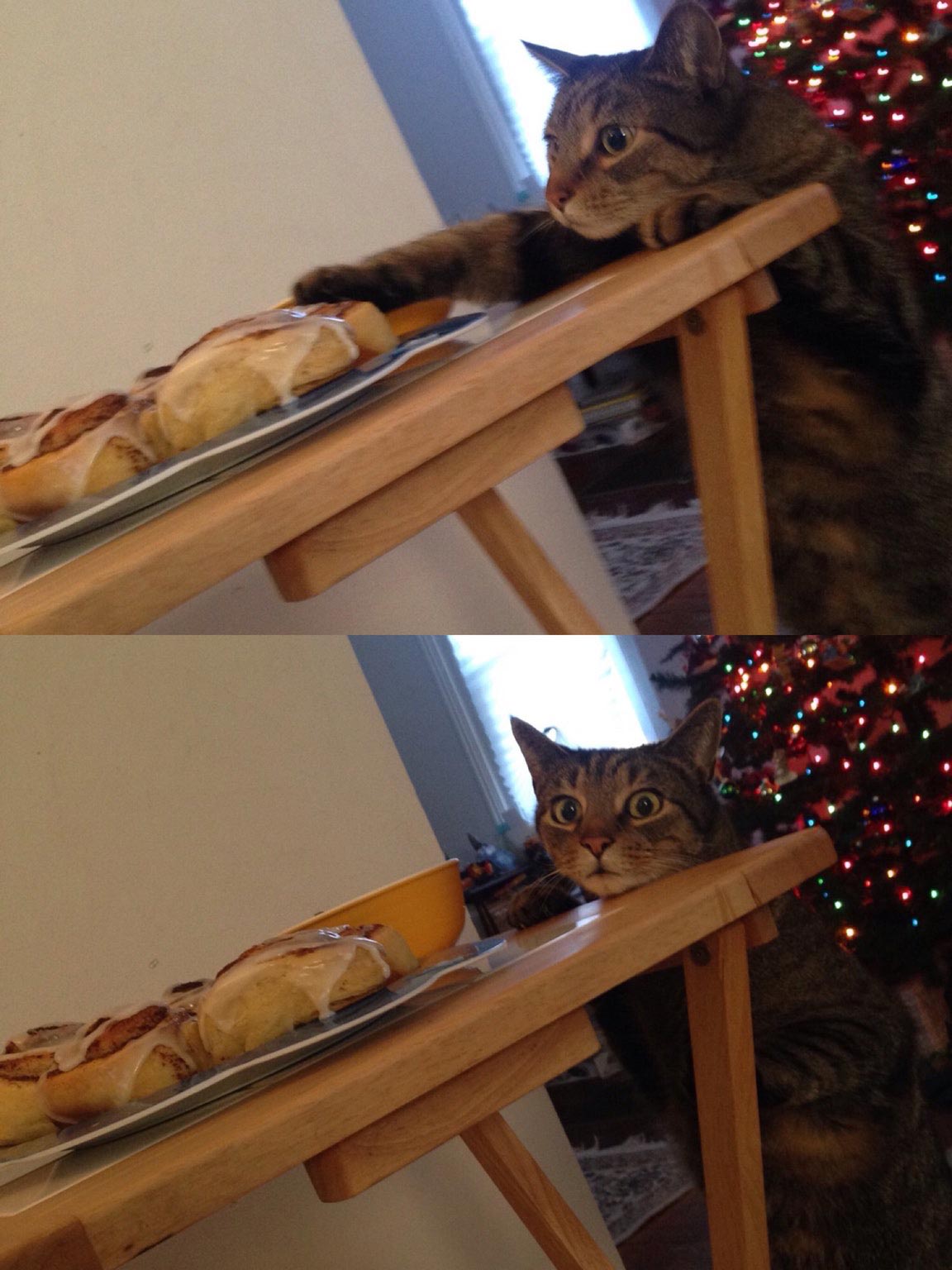 смешные фото кошек, приколы с кошками