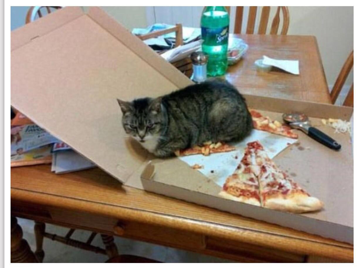 смешные фото кошек, приколы с кошками