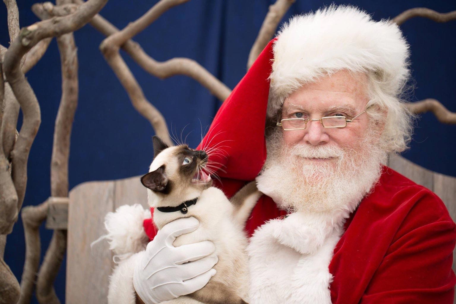 смешные фото кошек, приколы с кошками