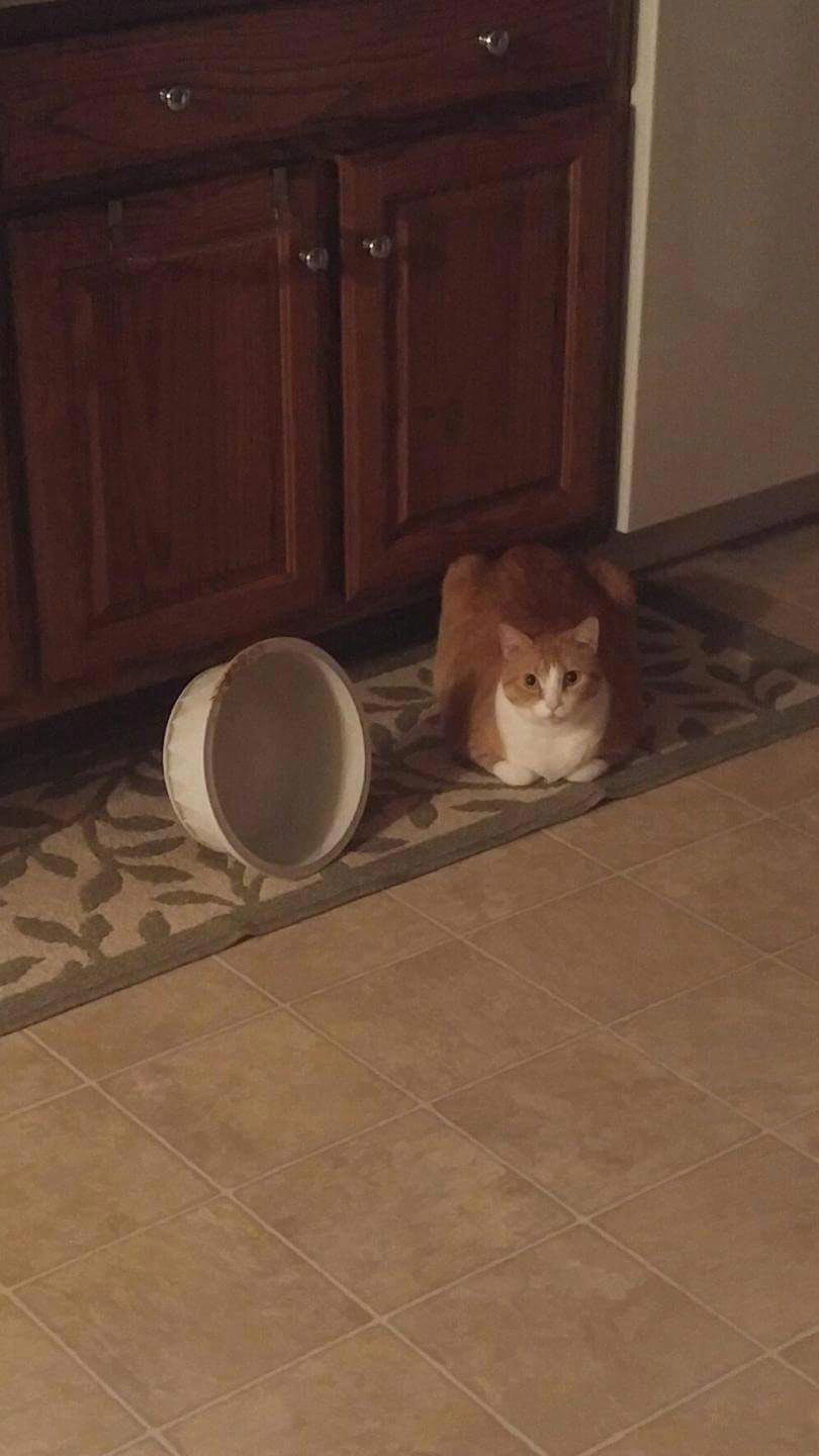 смешные фото кошек, приколы с кошками