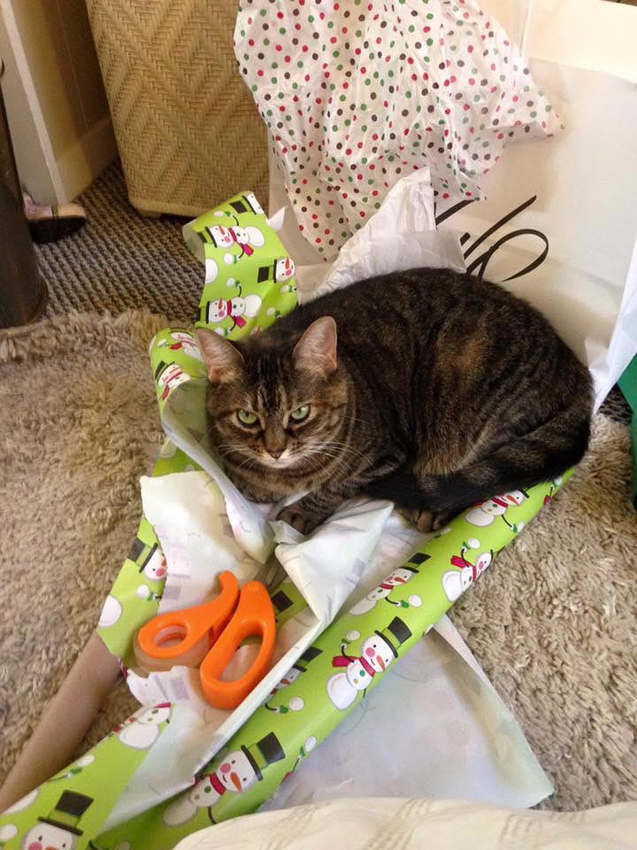 смешные фото кошек, приколы с кошками