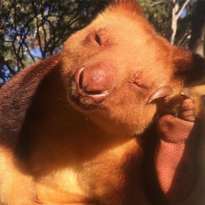 Древесные кенгуру, кто такие Древесные кенгуру